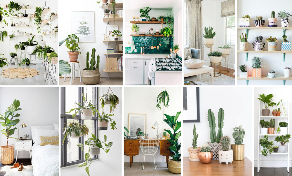 Decorating with Houseplants - 12 Ways to Add Style | homeArama